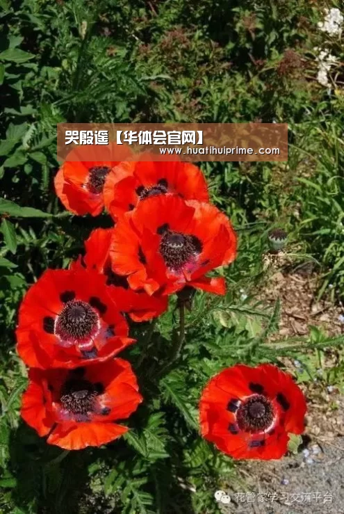 华体会游戏